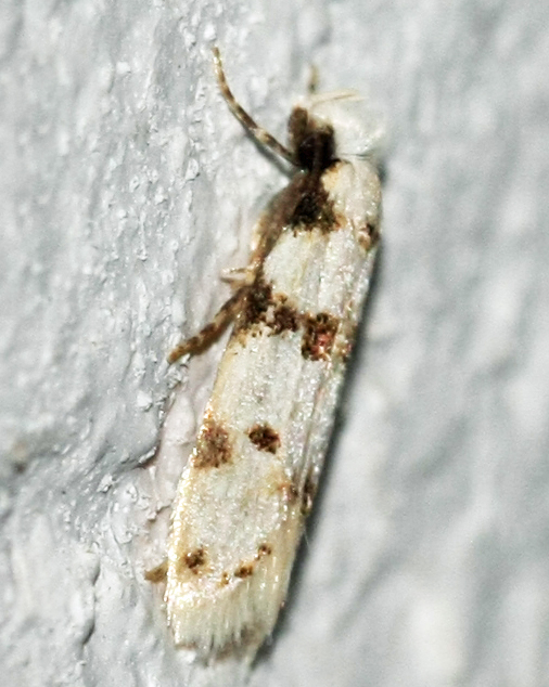 Aprominta spec.? on Crete on 28-09-2012;ID-species ?